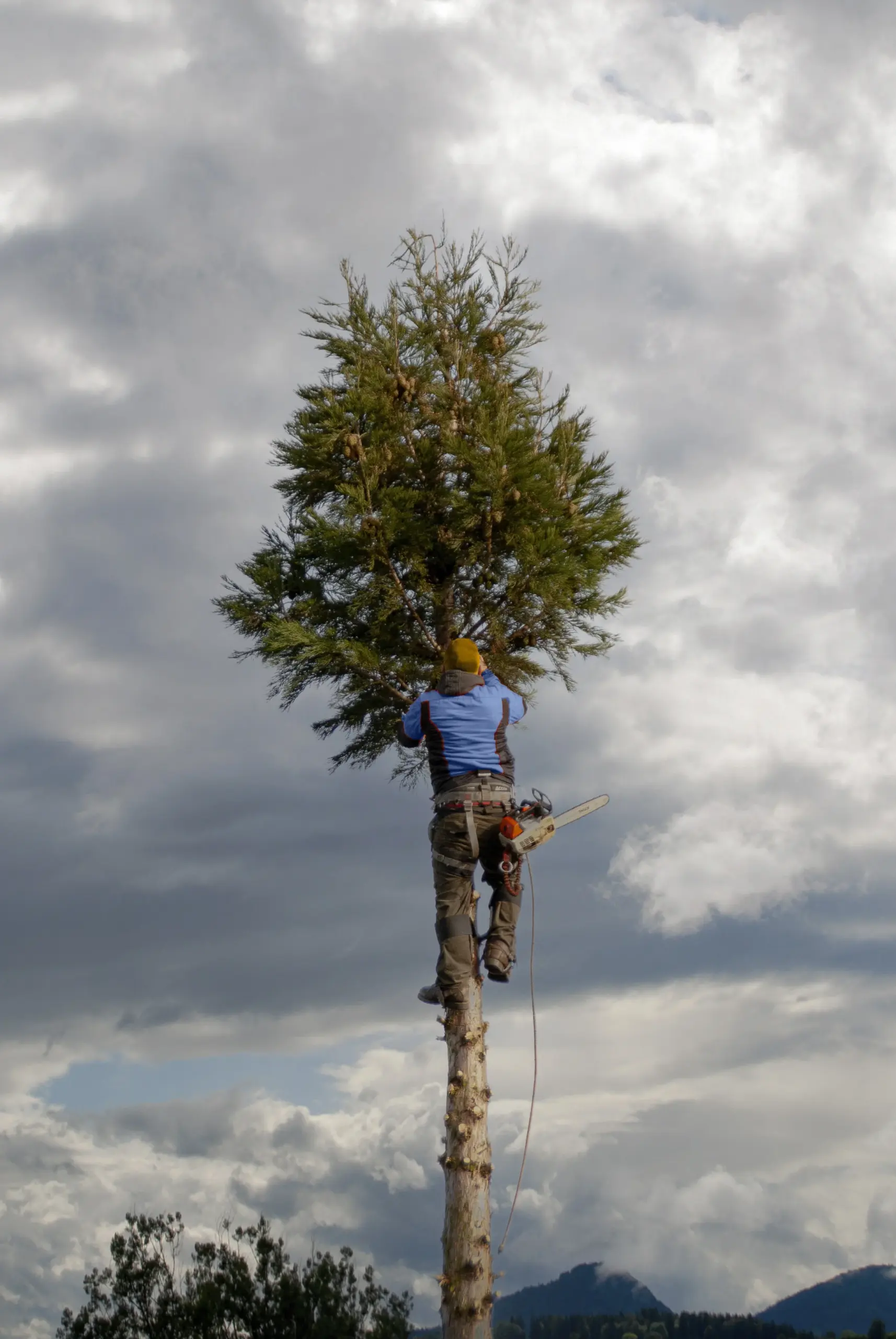 Mario Hecke beim Baumklettern – Baumpflege Hecke in Teltow